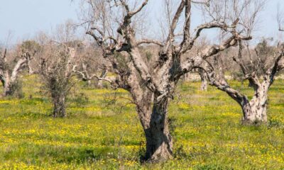 Xylella
