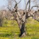 Xylella in Calabria, l'allarme della CIA: «Non c'è un minuto da perdere, agire subito per evitare la tragedia pugliese» 55 Xylella
