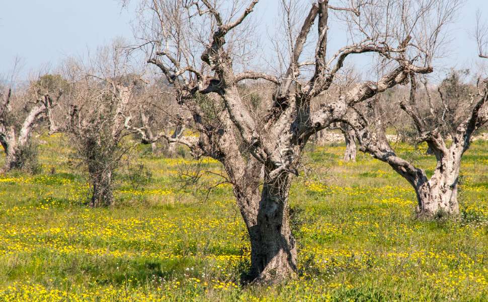 Xylella: 25 milioni di ulivi da salvare, Barbuto presenta una mozione per un piano contro il batterio 52 Xylella