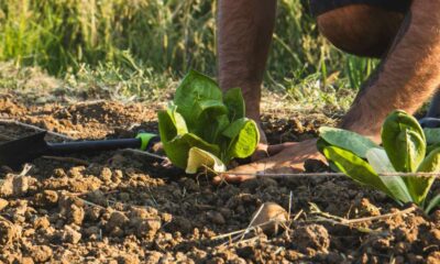 agricoltura sostenibile - giornate informative calabria 01