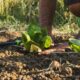 agricoltura sostenibile - giornate informative calabria 01