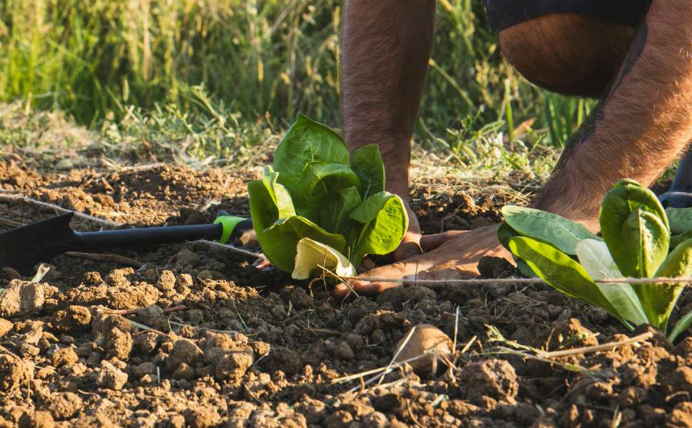 agricoltura sostenibile - giornate informative calabria 01