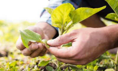 agricoltura sostenibile - giornate informative calabria 02