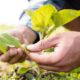 agricoltura sostenibile - giornate informative calabria 02