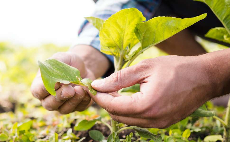 agricoltura sostenibile - giornate informative calabria 02