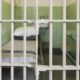 Violenta rivolta in carcere: devastata una sezione, spunta l’ombra della criminalità organizzata 66 carcere-protesta-violenta-catanzaro