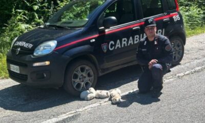 cuccioli carabinieri