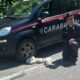 cuccioli carabinieri