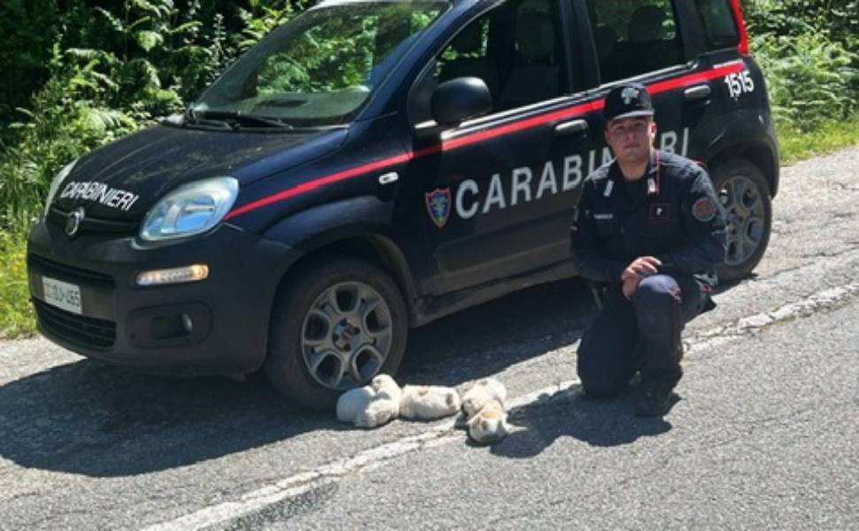 cuccioli carabinieri
