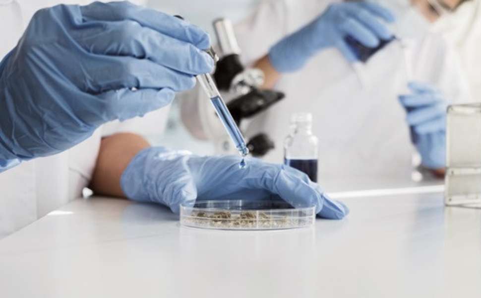 microscopio hantavirus circolare