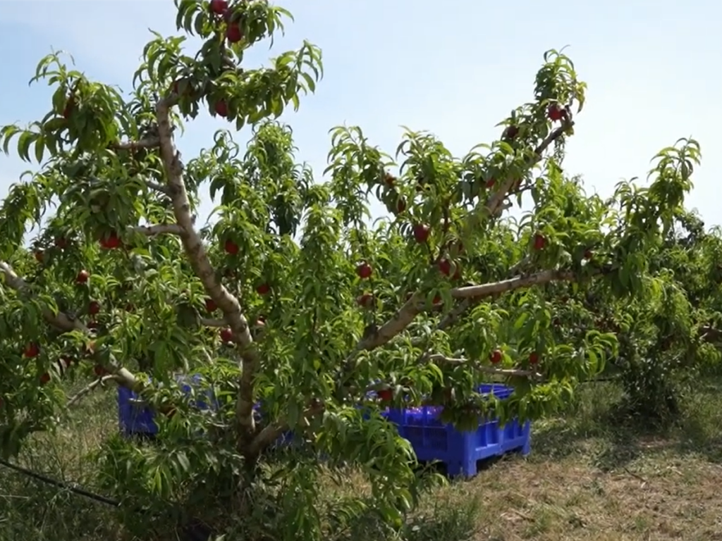 Agrintesa scommette sulla Calabria: da Castrovillari parte la rivoluzione delle nettarine piatte 51 nettarine-castrovillari-3