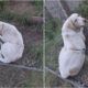 san-giovanni-in-fiore-cagnolina-laccio