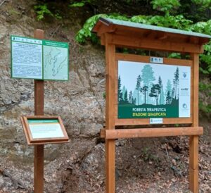 Nel Parco Nazionale della Sila sarà inaugurato il suggestivo sentiero terapeutico “Foresta Incantata” 53 Celico: nel Parco Nazionale della Sila, inaugurerà il sentiero terapeutico “Foresta Incantata”