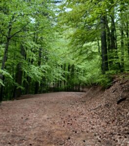 Nel Parco Nazionale della Sila sarà inaugurato il suggestivo sentiero terapeutico “Foresta Incantata” 52 sentiero foto