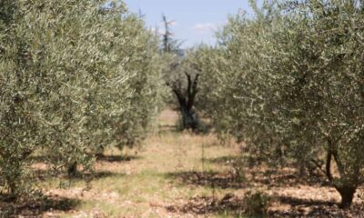 ulivi xylella