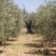 ulivi xylella