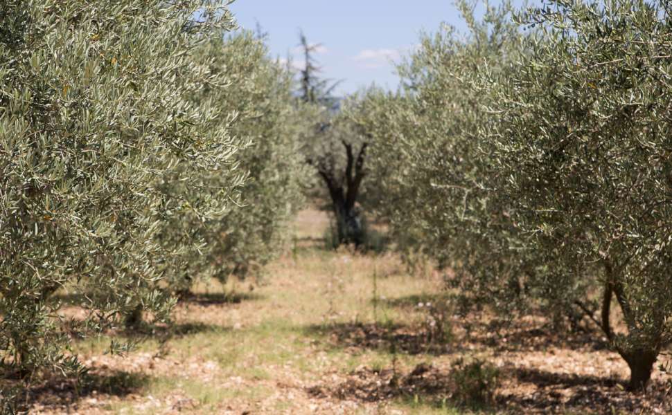 ulivi xylella
