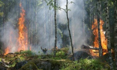 Incendi_Calabria