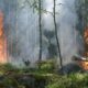 Incendi_Calabria