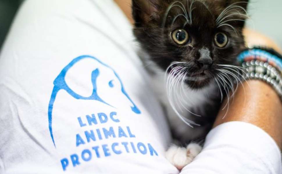 Uccide un volatile senza alcuna ragione, con una carabina ad aria compressa. LNDC «regole più severe» 52 LNDC Animal protection - aria compressa