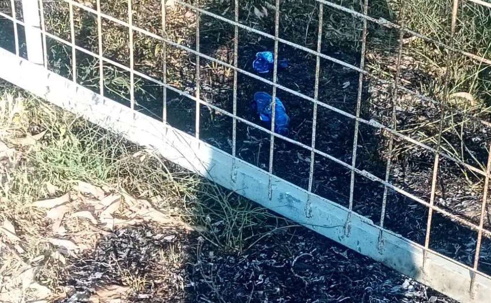 Longobucco: tentativo di incendio ai danni dell'azienda agricola della consigliera Lara Grillo 52 Longobucco Lara Grillo tentativo incendio 02