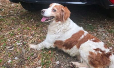 Mammola_cane smarrito 01