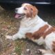 Mammola_cane smarrito 01