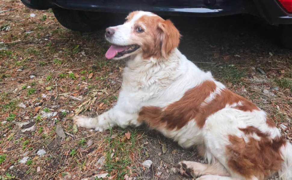 Mammola_cane smarrito 01