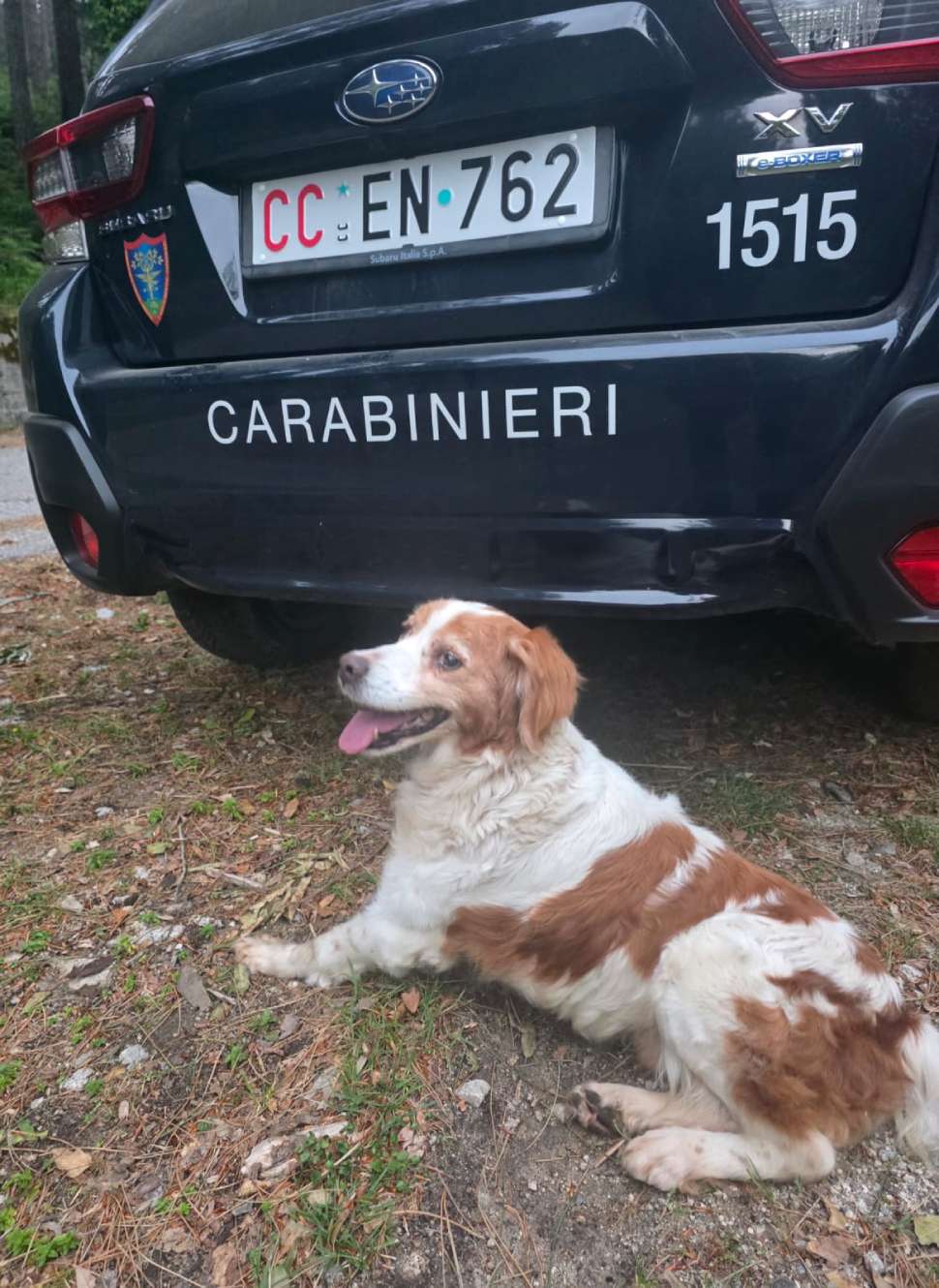 Mammola_cane smarrito 02