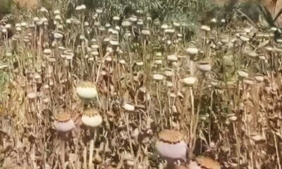 Papavero da oppio 01