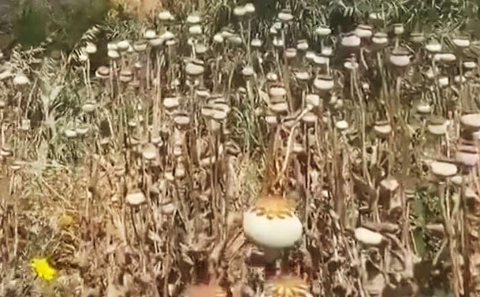 Papavero da oppio 02