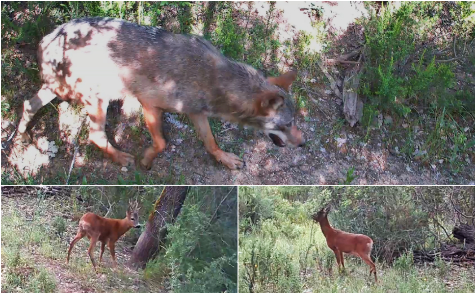Il lupo e il capriolo tornano nelle riserve naturali di Tarsia e Foce del Crati. Salgono a 26 le specie di mammiferi presenti 117 Riserve Naturali di Tarsia e foce del Crati