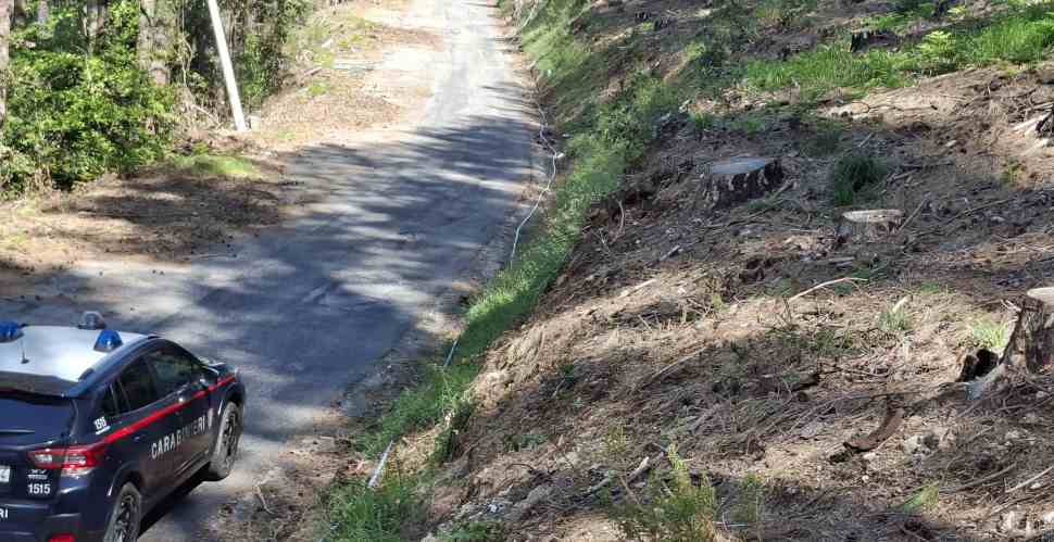 Taglio abusivo alberi 2
