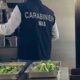 carabinieri nas alimenti