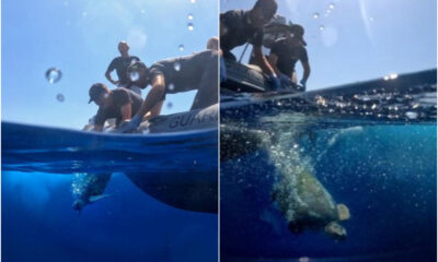 tartarughe caretta caretta mare franca e antonella 03