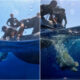 tartarughe caretta caretta mare franca e antonella 03