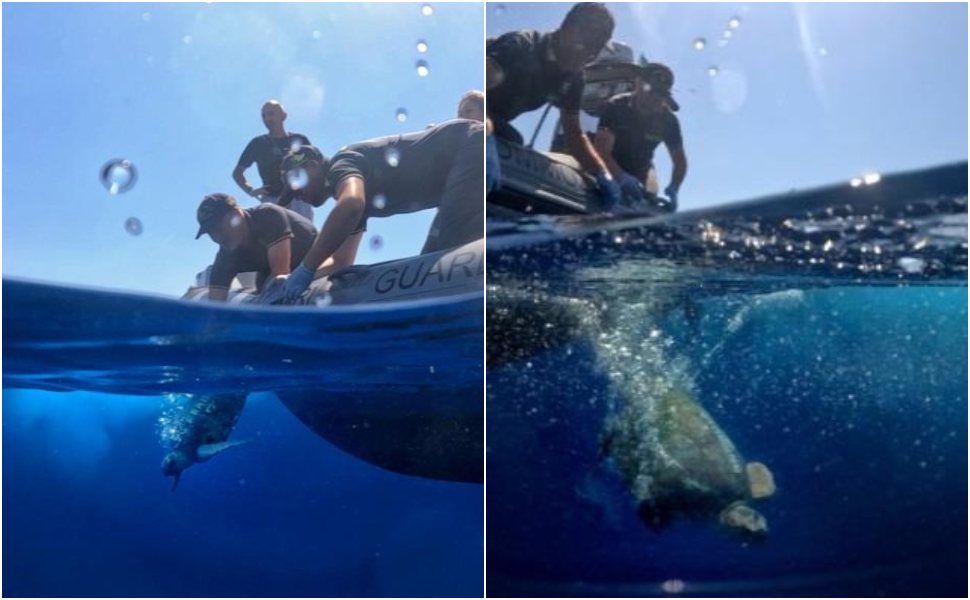 tartarughe caretta caretta mare franca e antonella 03