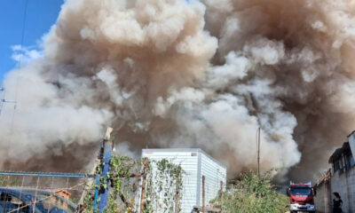 incendio-vibo-cani-canile-rifugio-argo