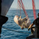 tirreno-cosentino-pesca-illegale-blitz