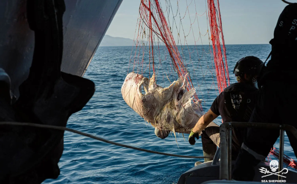 tirreno-cosentino-pesca-illegale-blitz