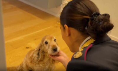 Abbandonare gli animali è reato - spot polizia 01