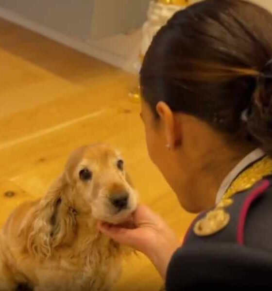 Abbandonare gli animali è reato - spot polizia 01