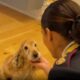 Abbandonare gli animali è reato - spot polizia 01