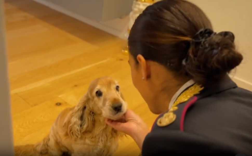 Abbandonare gli animali è reato - spot polizia 01