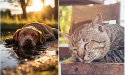 Crosia_animali_caldo