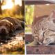 Crosia_animali_caldo