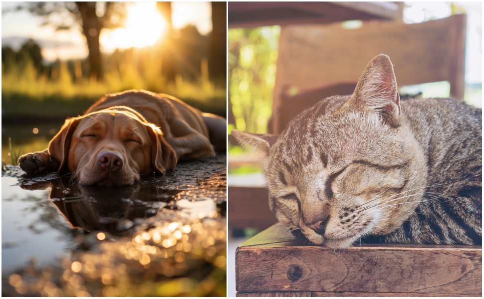 Crosia, il Comune punta a proteggere gli animali dal caldo con un’ordinanza: divieti e sanzioni 96 Crosia_animali_caldo