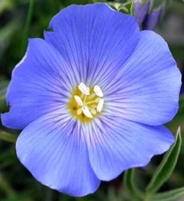 La biodiversità sorprende ancora: 453 nuove piante scoperte, in Calabria il "Lino di Katia" sul Pollino 53 Biodiversità - Lino di Katia 02