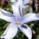 La biodiversità sorprende ancora: 453 nuove piante scoperte, in Calabria il "Lino di Katia" sul Pollino 64 Biodiversità - Lino di Katia