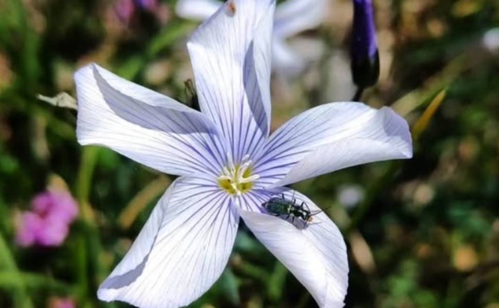 La biodiversità sorprende ancora: 453 nuove piante scoperte, in Calabria il "Lino di Katia" sul Pollino 218 Biodiversità - Lino di Katia